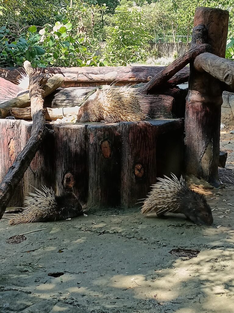 豪猪 箭猪 Porcupine