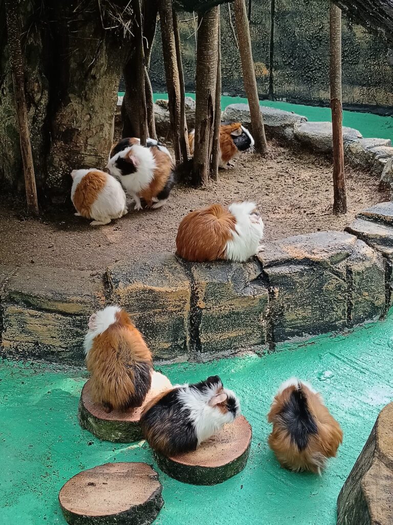 豚鼠 Guinea Pig