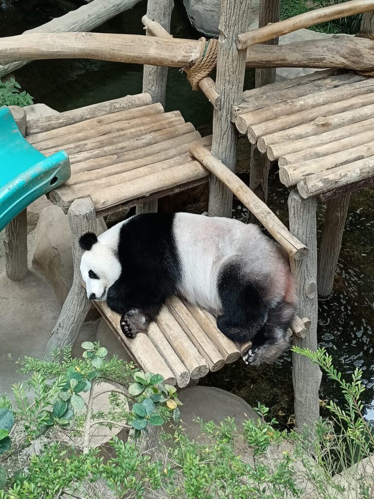 熊猫 Panda 