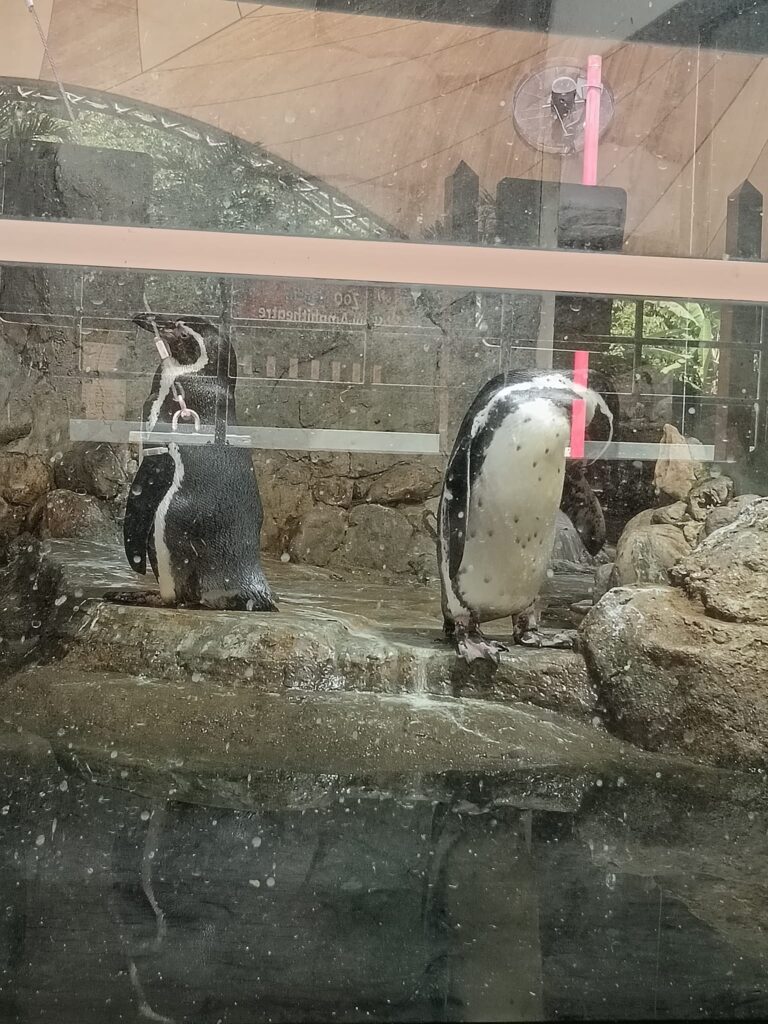 企鹅 Penguin