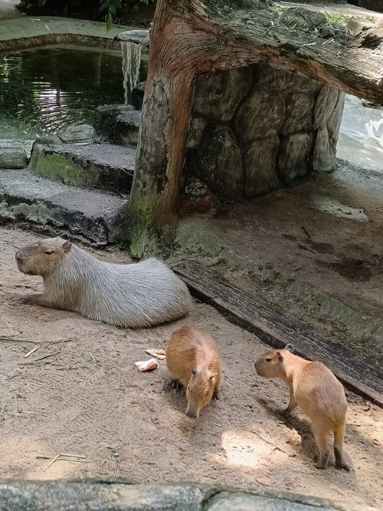 水豚 Capybara