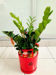 金钱树开花表示有好预兆［好运将要来临］