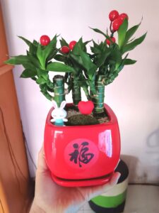 富贵竹