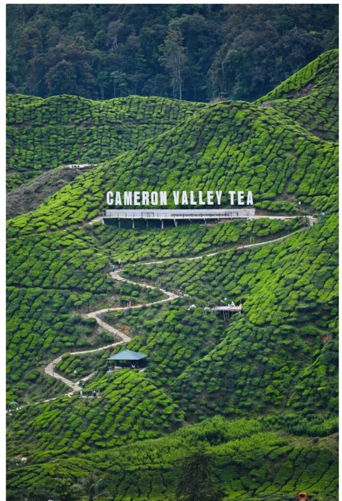 金马仑高原3天2夜旅行全攻略 1 Cameron Velly Tea