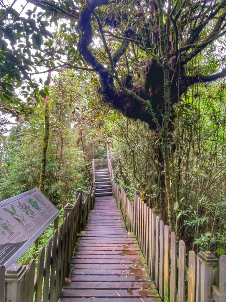 金马仑高原3天2夜旅行全攻略 13 苔藓森林(Mossy Forest)