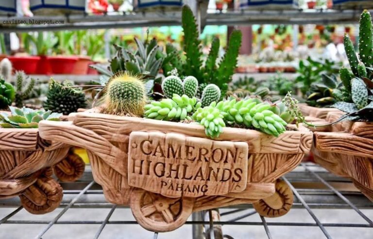 金马仑高原（Cameron Highlands）