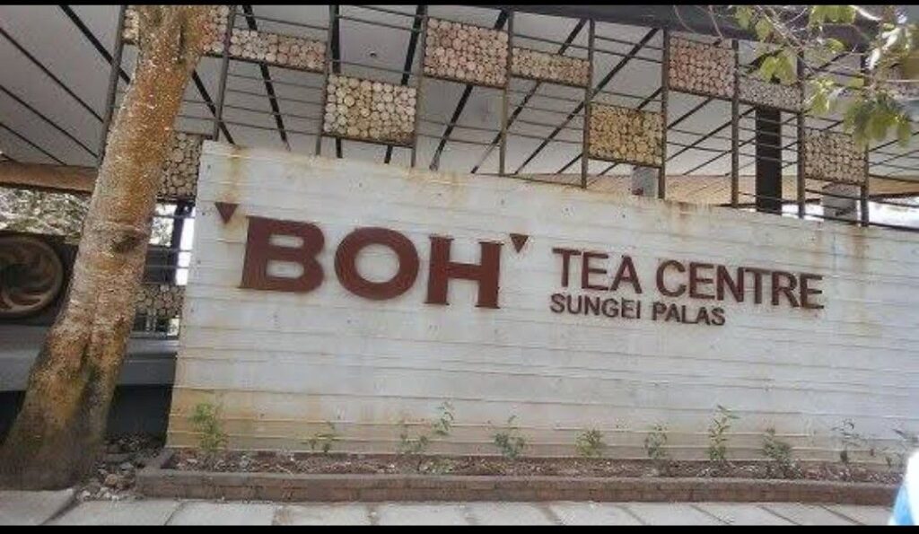 金马仑高原3天2夜旅行全攻略 5 BOH 茶园(BOH Tea Plantation)