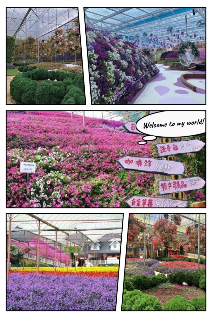 金马仑高原3天2夜旅行全攻略 4 Flora Park