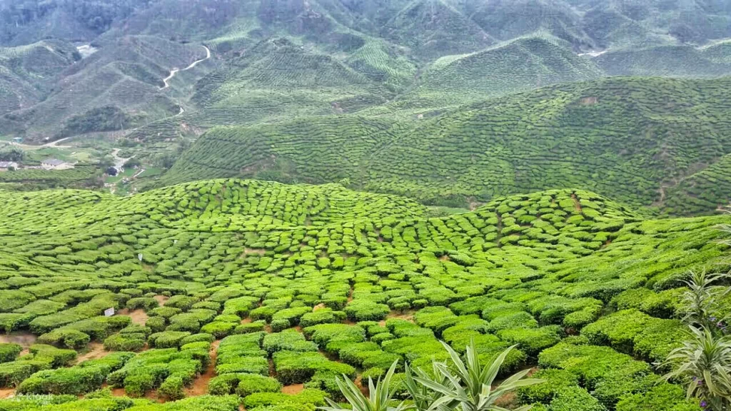金马仑高原3天2夜旅行全攻略 6 Boh Tea茶园