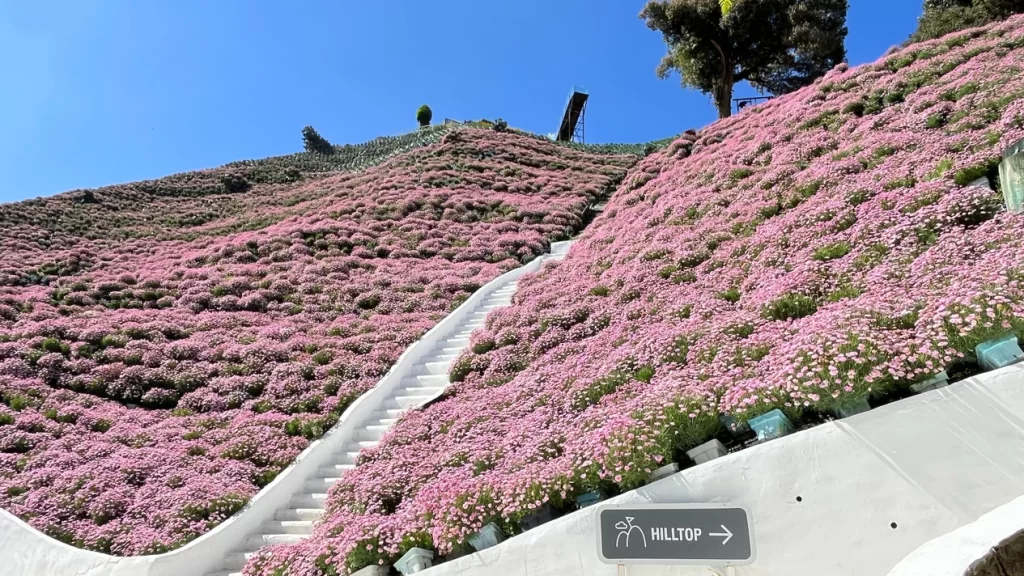 金马仑高原3天2夜旅行全攻略 3 Flora Park