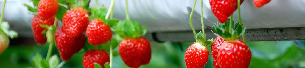 草莓园 Strawberry Farm