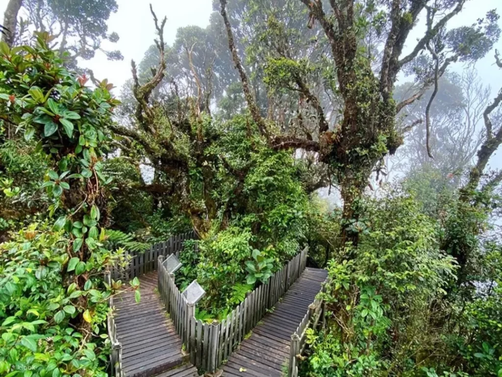 苔藓森林（Mossy Forest）